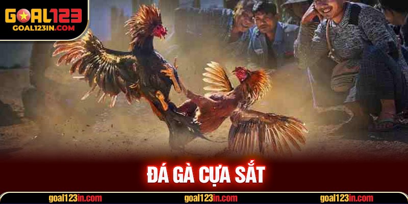 đá gà cựa sắt